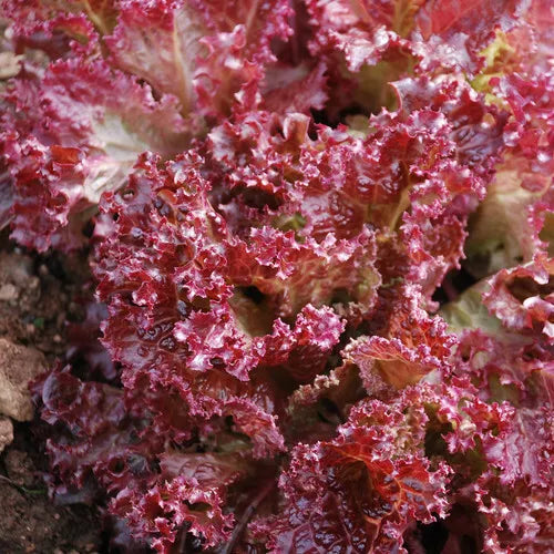 Lettuce Seeds 250 Count - Lolla Rosa Red Leaf - Non-GMO Lactuca sativa Garden Seeds