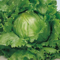 Great Lakes 659 Lettuce Seeds - Non-GMO Lactuca sativa for Home Gardening, Salad Greens, Indoor & Outdoor Cultivation