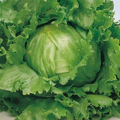 Great Lakes 659 Lettuce Seeds - Non-GMO Lactuca sativa for Home Gardening, Salad Greens, Indoor & Outdoor Cultivation