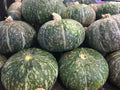Japanese Kabocha Squash Seeds, Cucurbita maxima, Heirloom, 20 Seeds, Asian Pumpkin, Sweet Flesh, Vining Plant