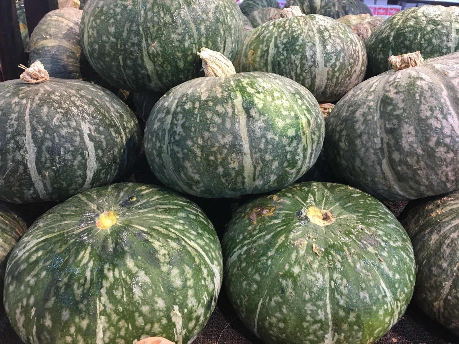 Japanese Kabocha Squash Seeds, Cucurbita maxima, Heirloom, 20 Seeds, Asian Pumpkin, Sweet Flesh, Vining Plant