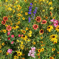 Mountain Wildflower Seed Mix - 19 Native Species for Gardens & Meadows - Wildflower Seeds Blend for Pollinators