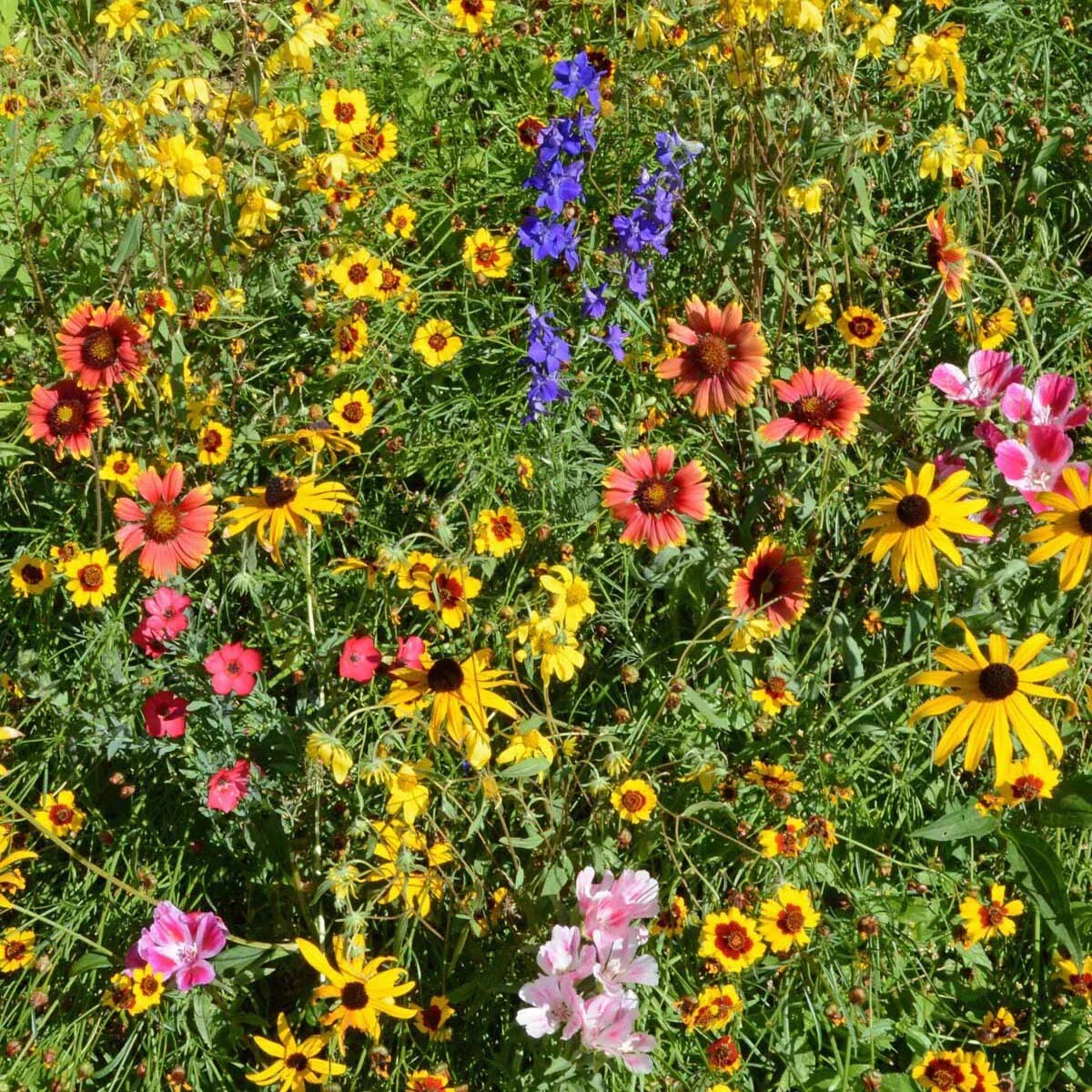 Mountain Wildflower Seed Mix - 19 Native Species for Gardens & Meadows - Wildflower Seeds Blend for Pollinators