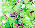 Cinnamon Basil Seeds - Heirloom Perennial Herb for Insect Repellent - 600+ Seeds - Ocimum basilicum 'Cinnamon'