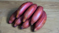 Organic Pink Banana Seeds – Musa veluntina – Heirloom Tropical Fruit Plant – Fast Growing, 5 Pack