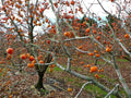 American Common Persimmon Tree Starter Plant - Diospyros virginiana - Edible Fruit Tree for Garden