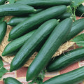 Tendergreen Burpless Cucumber Seeds – Heirloom Non-GMO Vegetable Seeds for Organic Gardening, Cucumis sativus