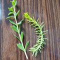 Sedum Cuttings 50 Pack | Rupestre Angelina & Sarmentosum Stonecrop | Edible Succulent Plants | Ground Cover & Rock Garden