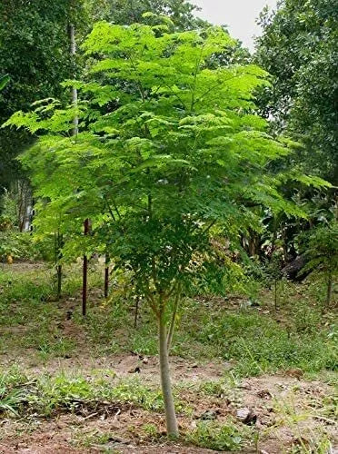 Moringa Tree Seeds 30 Count - Fast Growing, Nutrient-Rich Moringa oleifera Tree for Garden or Indoor Planting