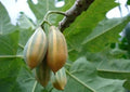 Oak Leaved Papaya Seeds - 25+ Carica papaya Tropical Fruit Planting Seeds for Garden, Indoor & Outdoor, Fast Shipping USA