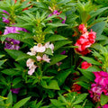 Impatiens Seeds - Bush Mixed Pack of 50 - Colorful Annuals for Shade Gardens - Impatiens walleriana