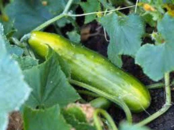 Heirloom Non-GMO Cucumber Seeds, Pack of 25+ Cucumis sativus, Garden Variety for Salad and Pickling