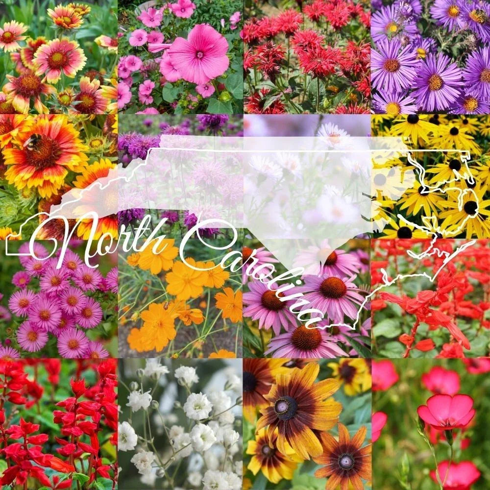 Wildflower Seed Mix 1 lb Bulk Native North Carolina Wildflowers Cover 2000 sq ft, Bee & Butterfly Attracting, Non-GMO