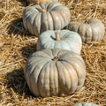 Jarrahdale Pumpkin Seeds Pack of 25+ – Heirloom Cucurbita maxima for Garden Planting, Blue-Green Pumpkins, Non-GMO, USA Grown