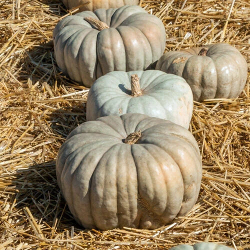 Jarrahdale Pumpkin Seeds Pack of 25+ – Heirloom Cucurbita maxima for Garden Planting, Blue-Green Pumpkins, Non-GMO, USA Grown