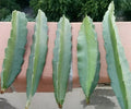 Fresh Dragon Fruit Cuttings 8-12" Multiple Varieties Hylocereus spp. for Indoor & Outdoor Gardening