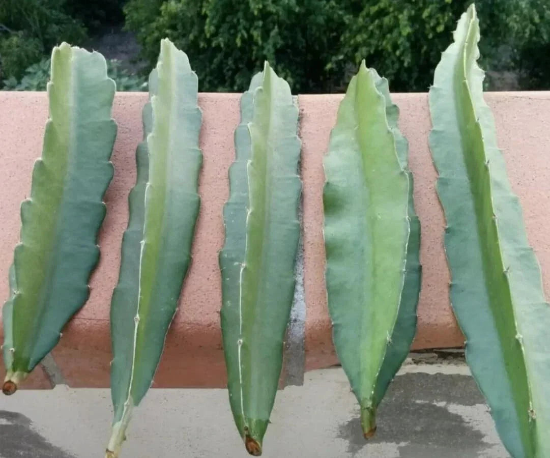 Fresh Dragon Fruit Cuttings 8-12" Multiple Varieties Hylocereus spp. for Indoor & Outdoor Gardening