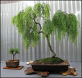 Pink Flamingo Willow Bush Cuttings - 2 Pack for Bonsai, Variegated Salix integra 'Hakuro-nishiki'