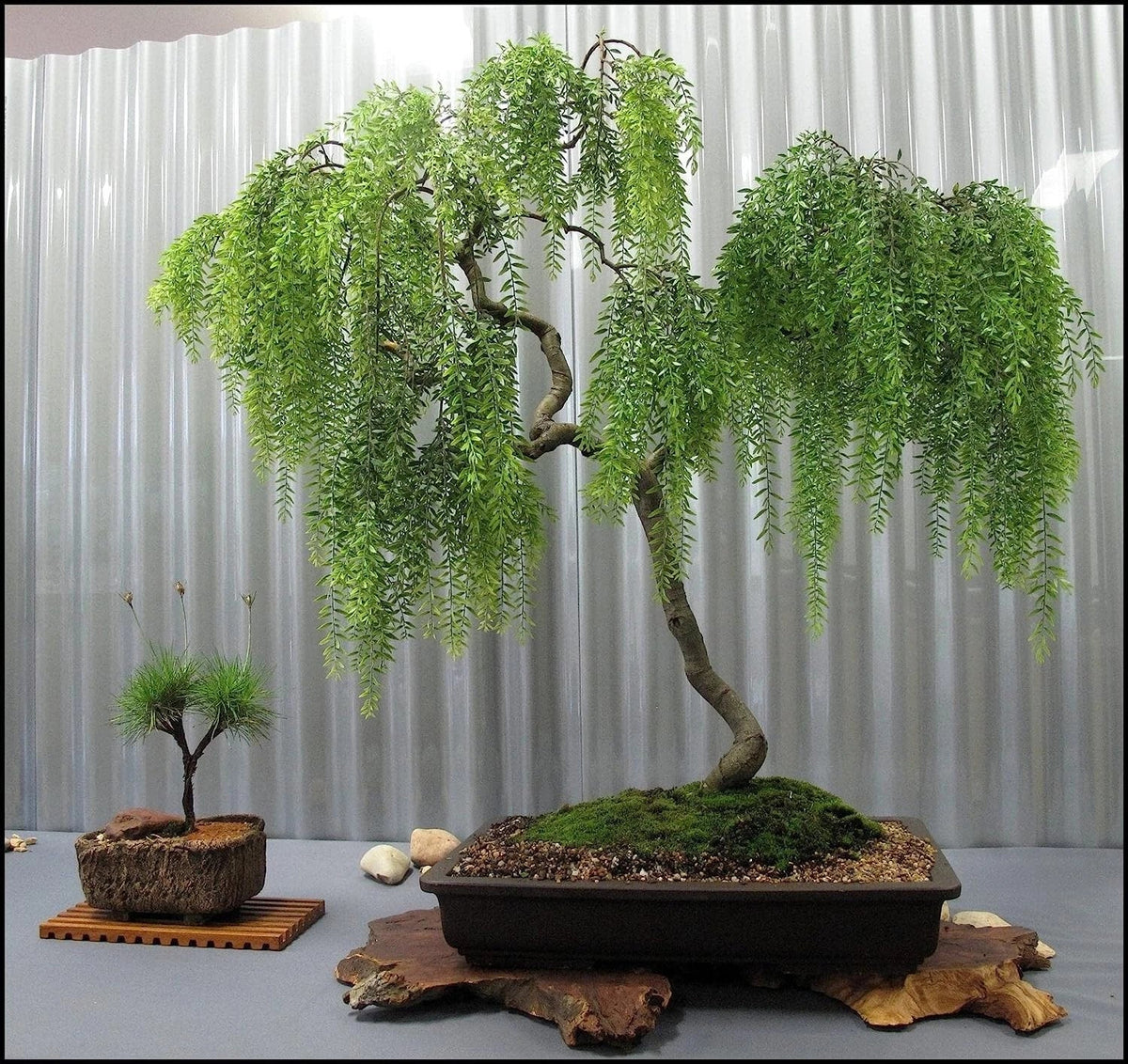 Pink Flamingo Willow Bush Cuttings - 2 Pack for Bonsai, Variegated Salix integra 'Hakuro-nishiki'