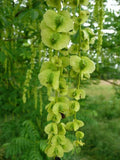 Wingnut Tree Seeds - Pterocarya fraxinifolia - 10 Pack for Growing Shade Tree, Deciduous, Unique Winged Fruit