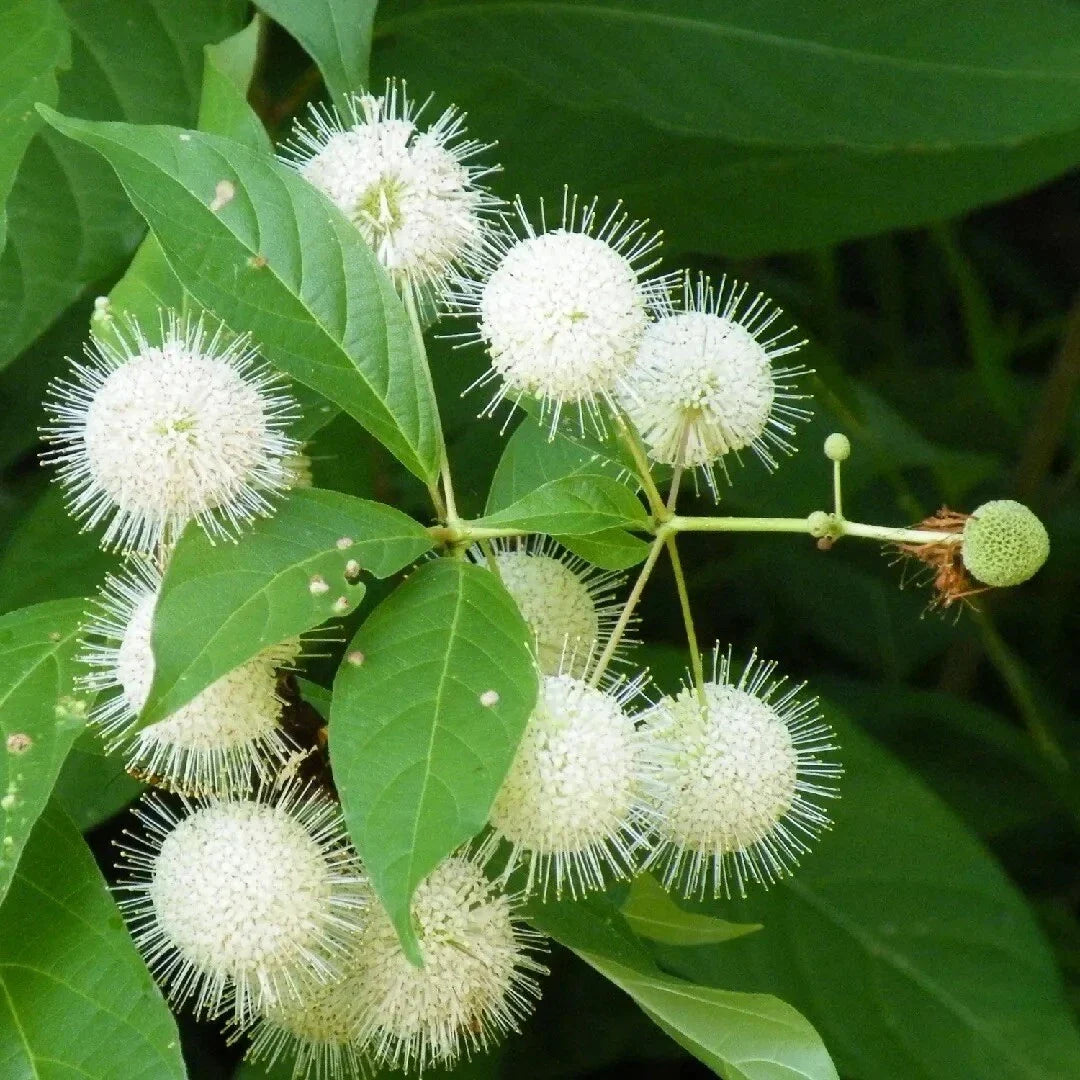 Buttonbush Seeds - 30 Pack - Common Variety - Cephalanthus occidentalis - Native Wetland Shrub for Pollinators