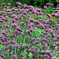 Verbena Seeds 240 Count Purple Top Verbena (Verbena bonariensis) Easy to Grow, Butterfly Attracting, Full Sun