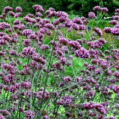 Verbena Seeds 240 Count Purple Top Verbena (Verbena bonariensis) Easy to Grow, Butterfly Attracting, Full Sun