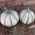 Silver Edge Pumpkin Seeds for Planting - Exotic Striped Squash, Cucurbita pepo, Decorative & Edible