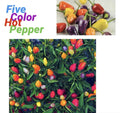 Five Color Chili Pepper Seeds – Capsicum Annuum, Rainbow Varieties, 25+ Seeds, Compact Bush, Indoor/Outdoor Gardening