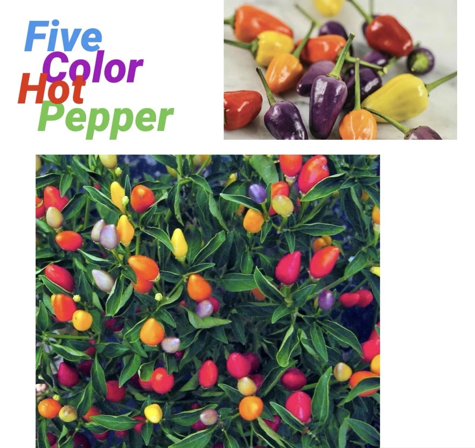 Five Color Chili Pepper Seeds – Capsicum Annuum, Rainbow Varieties, 25+ Seeds, Compact Bush, Indoor/Outdoor Gardening