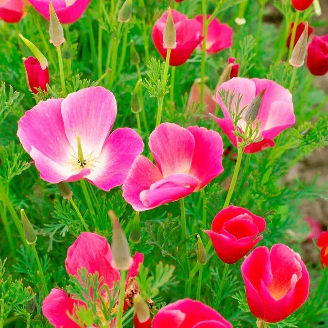 California Carmine King Poppy Seeds - 200+ Pack, Papaver californicum, Garden Ready, Non-GMO, Full Sun, Easy to Grow