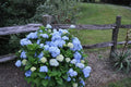Nikko Blue Hydrangea Plant 4" Pot - Blue Flowers, Hydrangea macrophylla, Low-Maintenance Garden Shrub