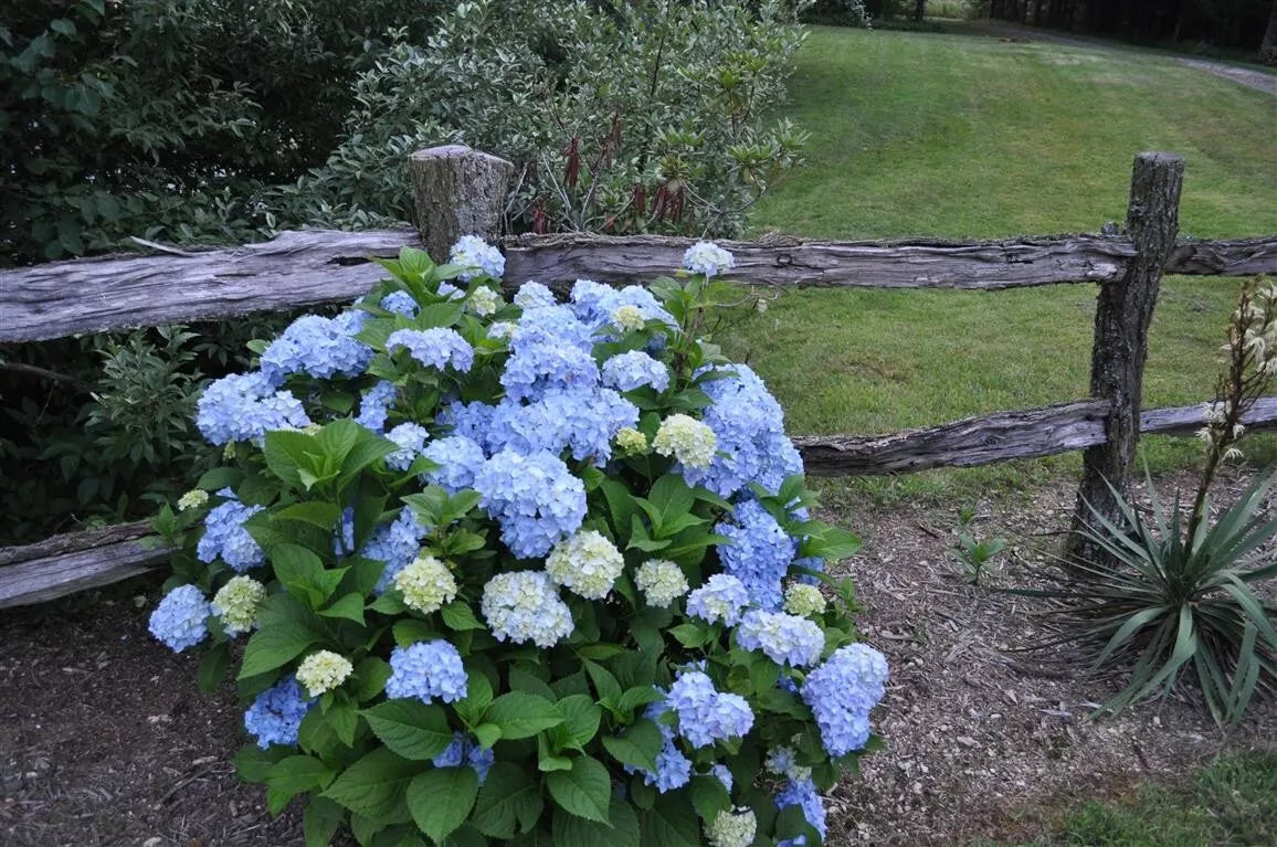 Nikko Blue Hydrangea Plant 4" Pot - Blue Flowers, Hydrangea macrophylla, Low-Maintenance Garden Shrub