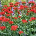 Maltese Cross Seeds - 1000 Pack - Pollinator Attractor Perennial Lychnis chalcedonica for Gardens & Borders