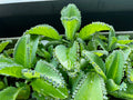 Succulent Plant - Potted Mother of Thousands (Kalanchoe Daigremontiana) - Easy Care Indoor Houseplant