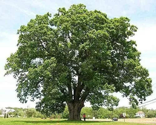 Black Willow Tree Cuttings - 6 Pack for Shade & Privacy - Salix nigra Propagation