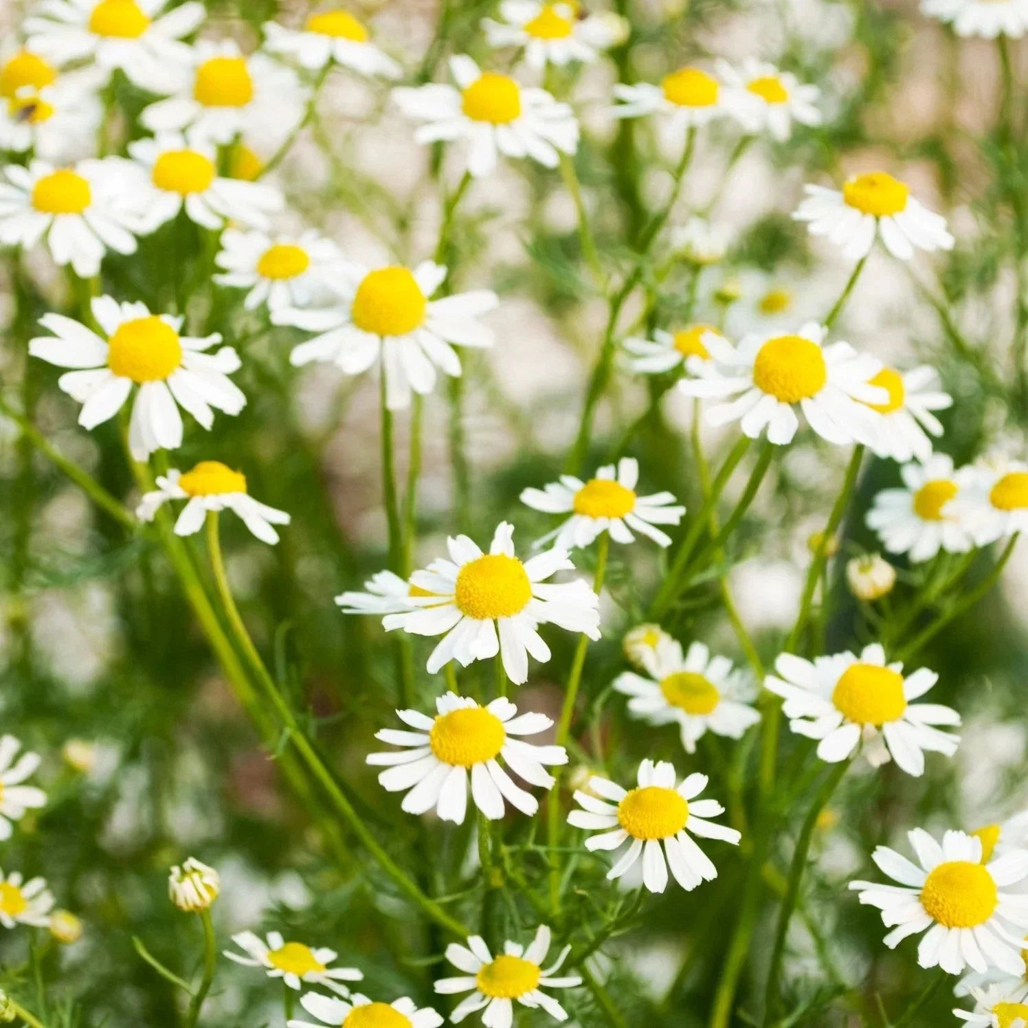 German Chamomile Seeds - Organic Herb Seeds for Home Garden, Matricaria Chamomilla, Dainty Daisy-Like Flowers