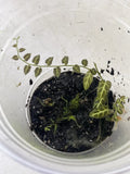 Solanum Ecuador Vine Plant in Pot for Terrarium - Rooted Indoor Houseplant