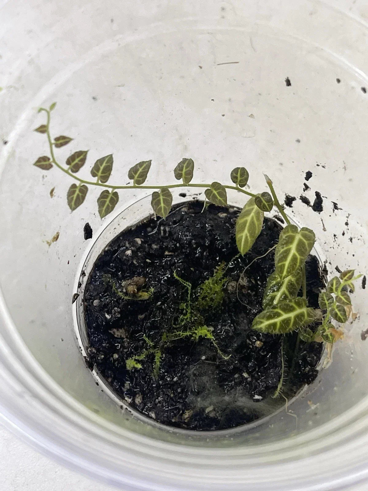 Solanum Ecuador Vine Plant in Pot for Terrarium - Rooted Indoor Houseplant