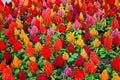 Celosia Seeds - 100+ Mixed Color Pampas Plume - Celosia argentea Flower Seeds for Garden, Borders & Containers - Made in USA