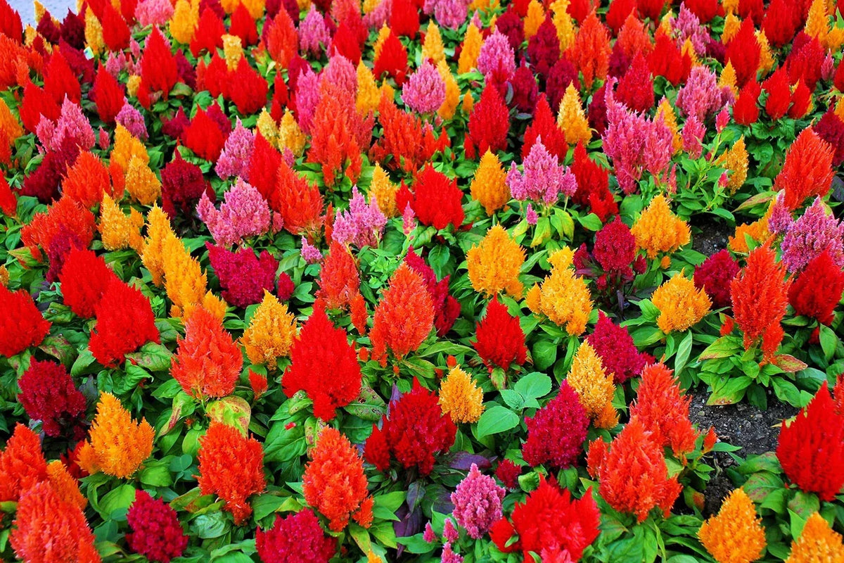 Celosia Seeds - 100+ Mixed Color Pampas Plume - Celosia argentea Flower Seeds for Garden, Borders & Containers - Made in USA