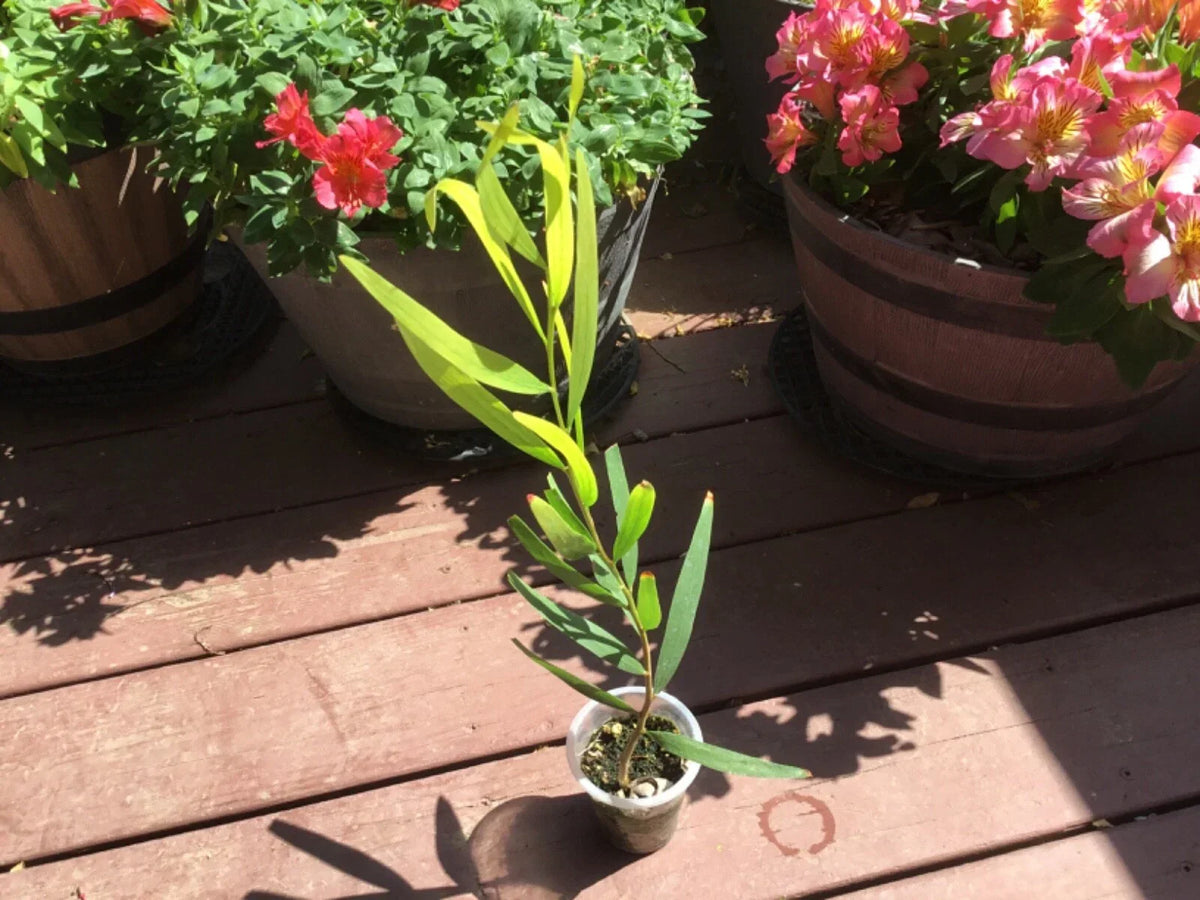 Acacia Golden Wattle Tree Sapling 1 Year Old 15 Inches - Acacia pycnantha, Bright Yellow Flowers, Full Sun, Low Maintenance