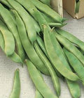 Romano Pole Bean Seeds - 20+ Italian Roma II Flat Phaseolus vulgaris for Climbing Vegetables