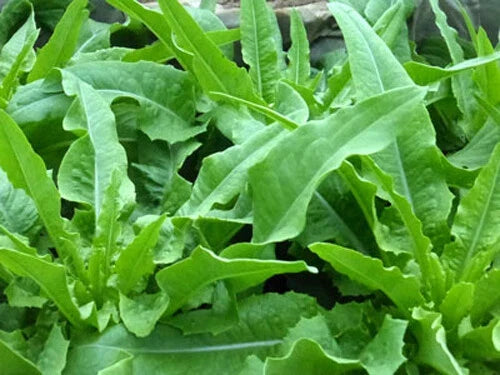Chinese Leaf Lettuce Seeds - 200+ Brassica rapa var. chinensis for Salad, Indoor & Outdoor Gardening
