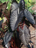 Elephant Ear Plant - Small Rooted Starter, Colocasia esculenta, Tropical Foliage, Indoor/Outdoor Garden