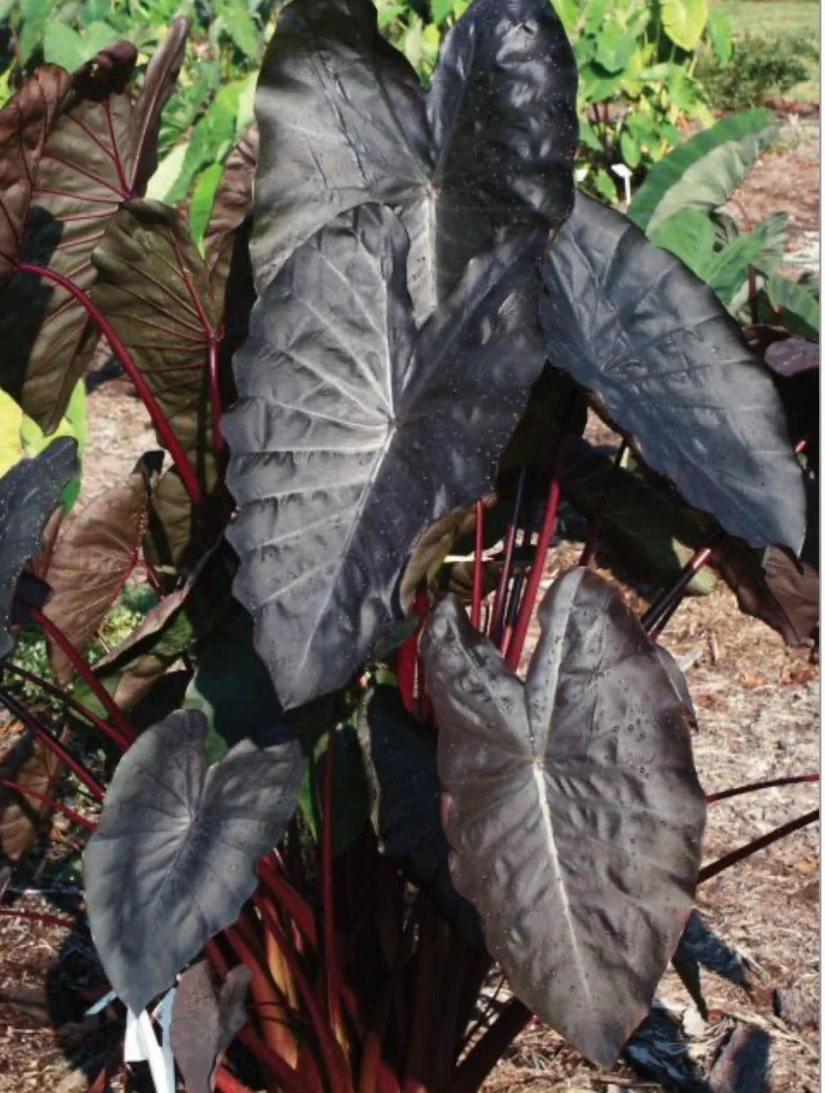 Elephant Ear Plant - Small Rooted Starter, Colocasia esculenta, Tropical Foliage, Indoor/Outdoor Garden