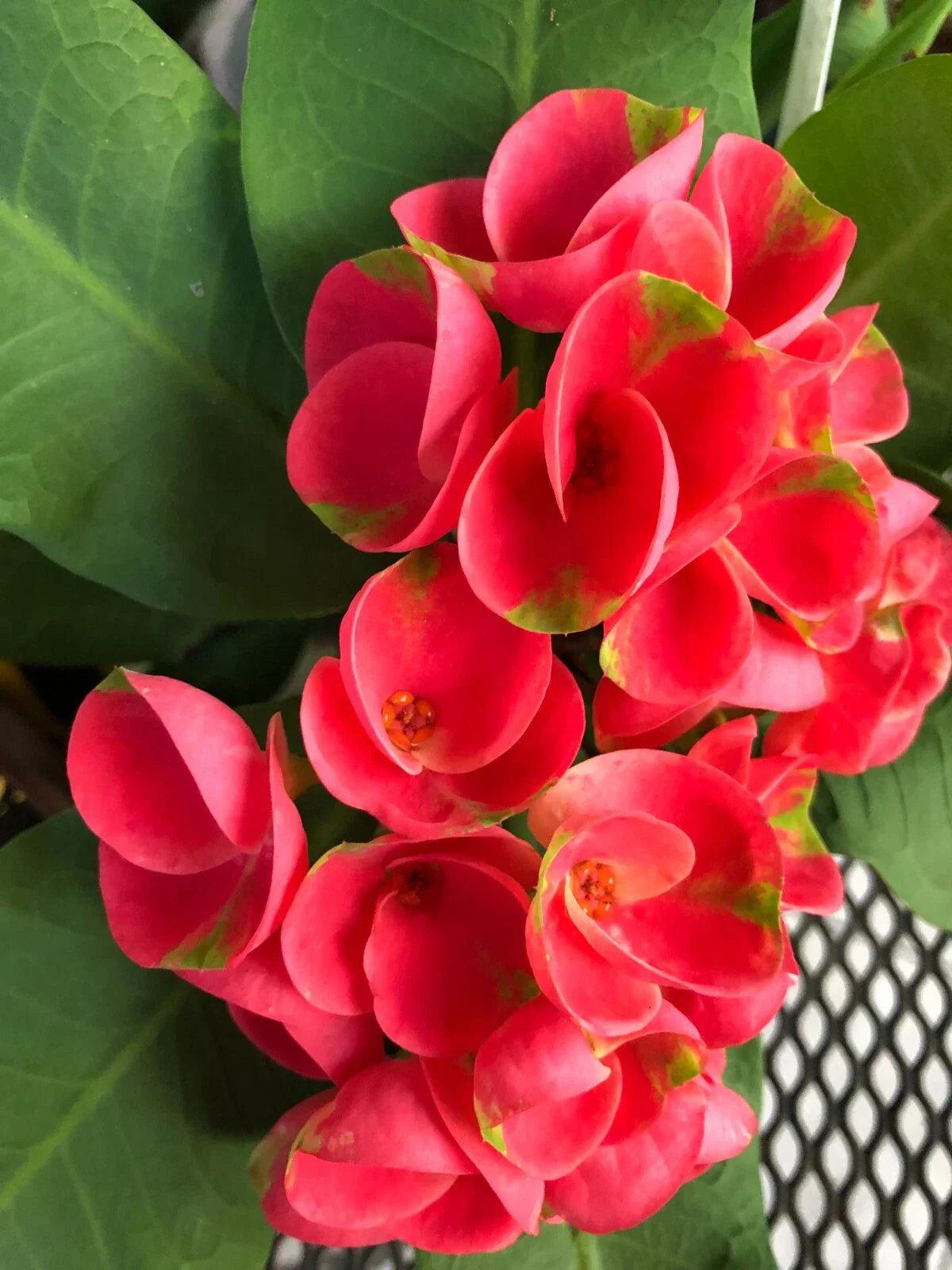Thai Hybrid Crown of Thorns Cutting - Euphorbia milii Mandy Rooted Plant with Large Colorful Blooms