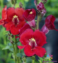 Chantilly Velvet Snapdragon Seeds - 1000+ Antirrhinum majus for Garden, Borders, Containers, Cut Flowers, USA Grown