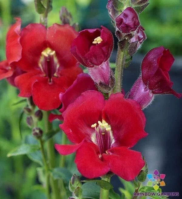 Chantilly Velvet Snapdragon Seeds - 1000+ Antirrhinum majus for Garden, Borders, Containers, Cut Flowers, USA Grown