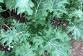 Organic White Russian Kale Seeds - Heirloom Brassica oleracea for Home Gardening, Tender Leaves, Non-GMO, Full Sun, 100 Seeds
